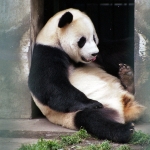 臥龍熊貓基地