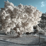 Chi Ma Wan Country Trail