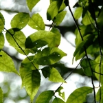Chi Ma Wan Country Trail