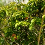 Chi Ma Wan Country Trail