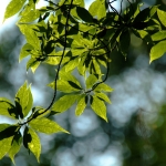 Chi Ma Wan Country Trail