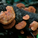 Chi Ma Wan Country Trail