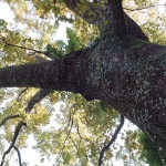 Shing Mun Country Park