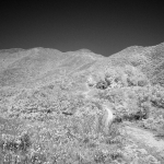 Plover Cove Reservoir