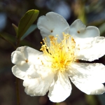 Plover Cove Reservoir
