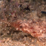 Puerto Galera