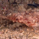 Puerto Galera