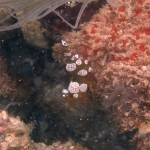 Puerto Galera