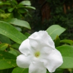 Puerto Galera