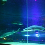 Ocean Park