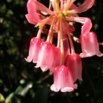 Pat Sin Leng Nature Trail