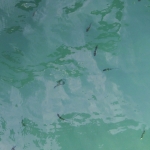 郵輪旅行 - 布吉