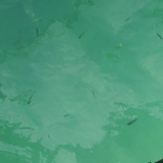 郵輪旅行 - 布吉