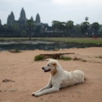 A dog soaks up the sun at Angkor Wat just after sunrise