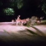 Night Safari