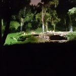 Night Safari