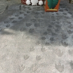 Universal Studios - Madagascar