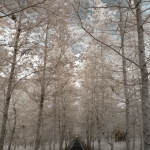 Danongdafu Forest Park