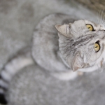 Les Deux Magot Cafe and Tea