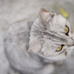 Les Deux Magot Cafe and Tea