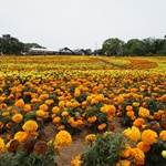 Nokonoshima Island Park