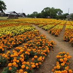 Nokonoshima Island Park