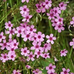 Nokonoshima Island Park