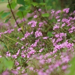 Nokonoshima Island Park