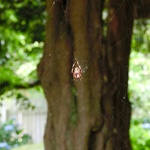 Nokonoshima Island Park