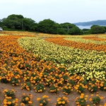 Nokonoshima Island Park