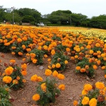 Nokonoshima Island Park
