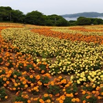 Nokonoshima Island Park