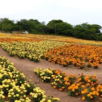 Nokonoshima Island Park
