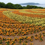 Nokonoshima Island Park