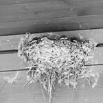 Nokonoshima Island Park