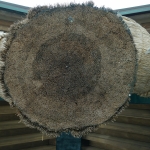 Izumo Taisha Kaguraden