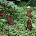 Monkey Cup Garden, Penang Hill