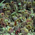 Monkey Cup Garden, Penang Hill