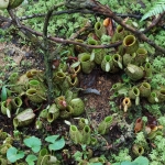 Monkey Cup Garden, Penang Hill