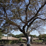 Seongeup Folk Village