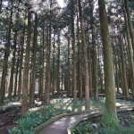 Jeolmul Natural Forest Resort