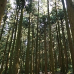 Jeolmul Natural Forest Resort