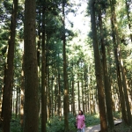 Jeolmul Natural Forest Resort