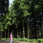 Jeolmul Natural Forest Resort