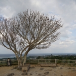 Nakijin Castle Ruins