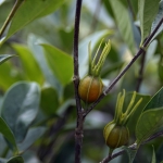 Wilson Trail Section 2