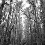 Needle Hill and Grassy Hill