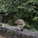Needle Hill and Grassy Hill