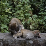 Needle Hill and Grassy Hill