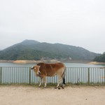 Shing Mun Reservoir